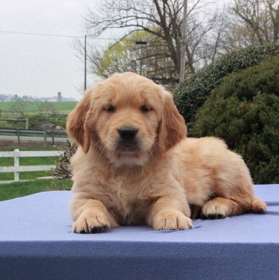 Golden Retriever Puppies For Sale