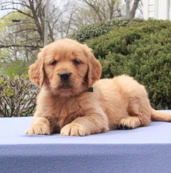 Golden Retriever Puppies For Sale