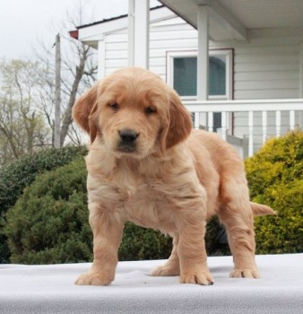 Golden Retriever Puppies For Sale