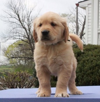 Golden Retriever Puppies For Sale