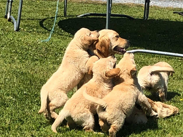 Golden Retriever Puppies For Sale