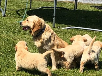 Golden Retriever Puppies For Sale