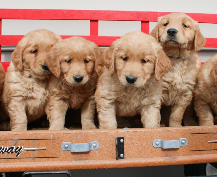 Golden Retriever Puppies For Sale