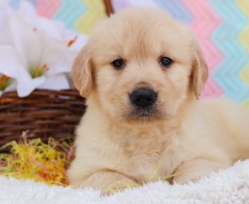 Golden Retriever Puppies For Sale