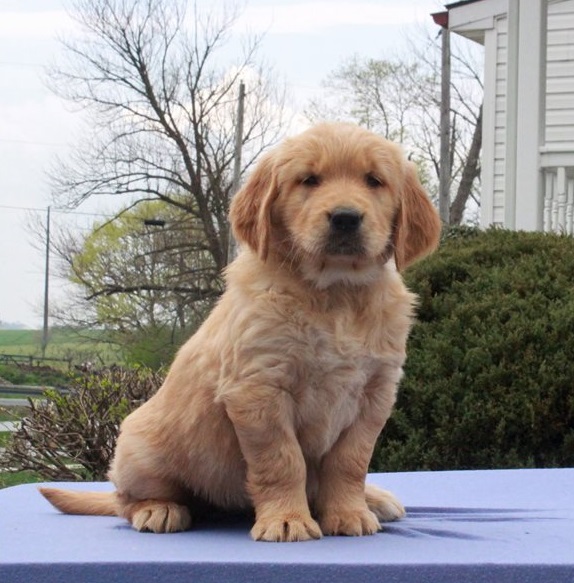 Golden Retriever Puppies For Sale