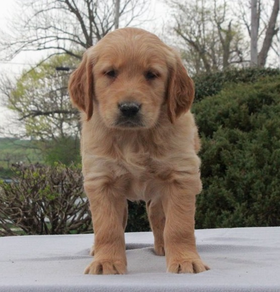 Golden Retriever Puppies For Sale