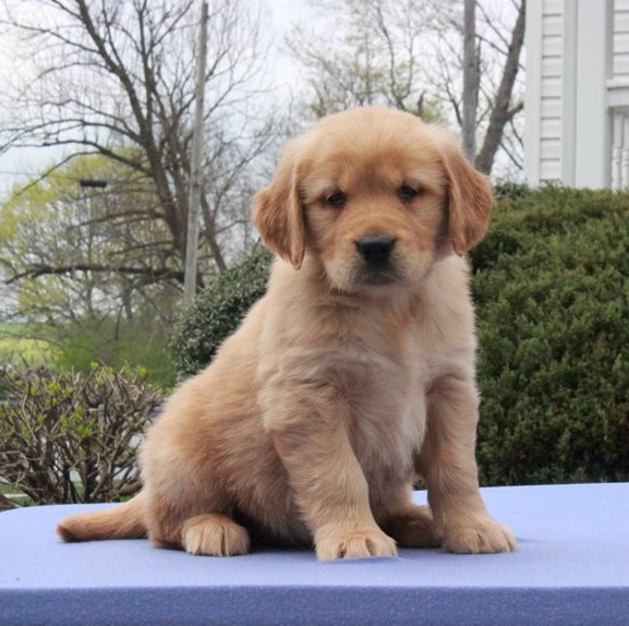 Golden Retriever Puppies For Sale