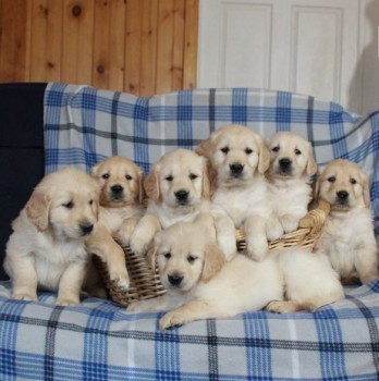 Golden Retriever Puppies For Sale