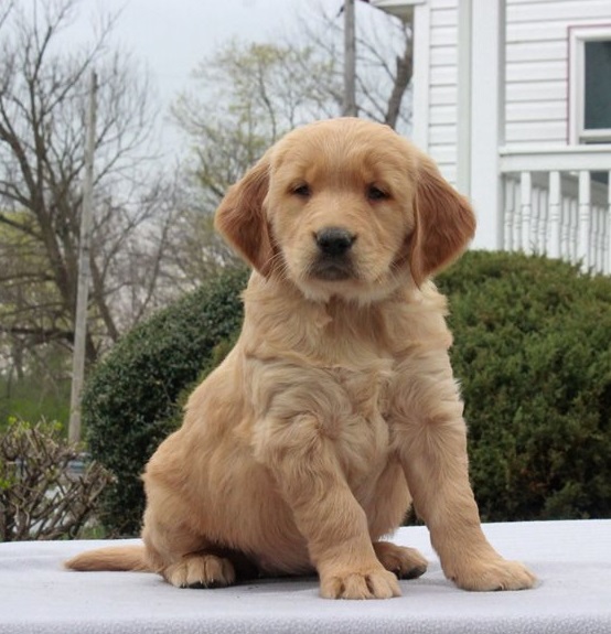 Golden Retriever Puppies For Sale