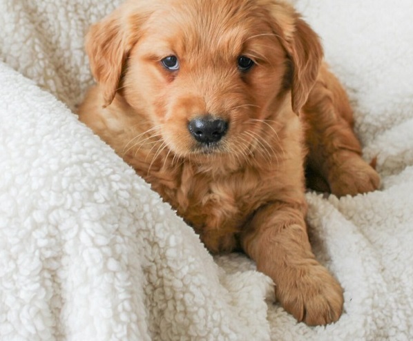 Golden Retriever Puppies For Sale