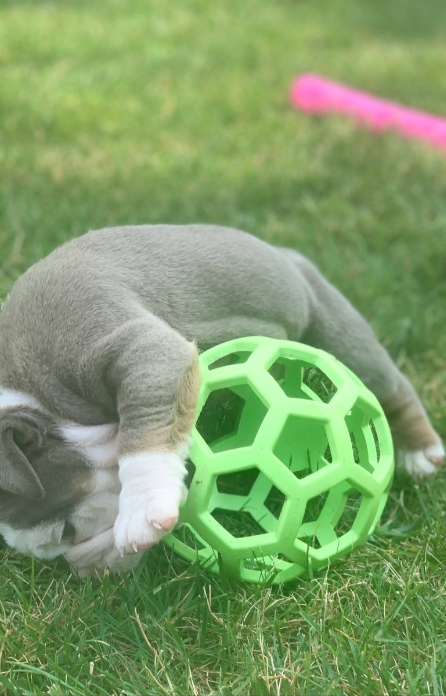 English Bulldog Puppies. 