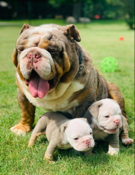 English Bulldog Puppies. 