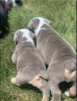 English Bulldog Puppies. 