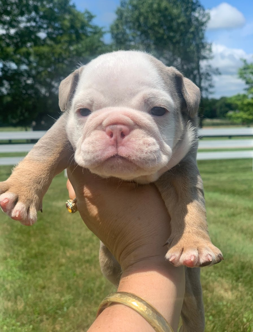 English Bulldog Puppies. 