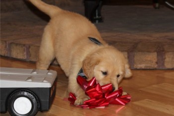 Golden Retriever Puppies For Sale