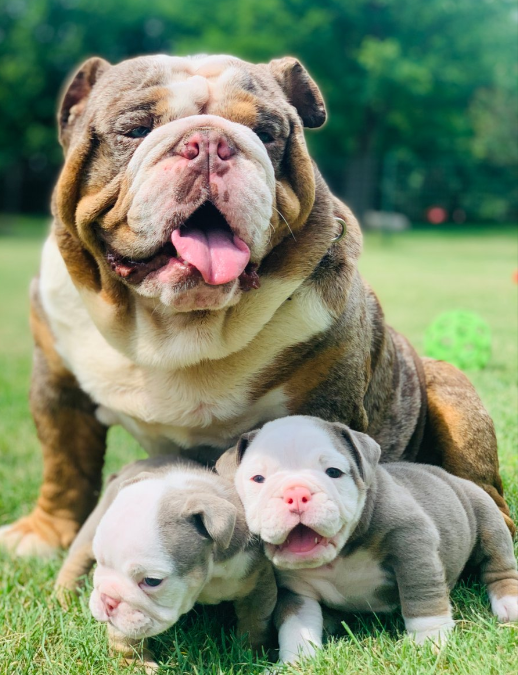 English Bulldog Puppy for sale  text to 