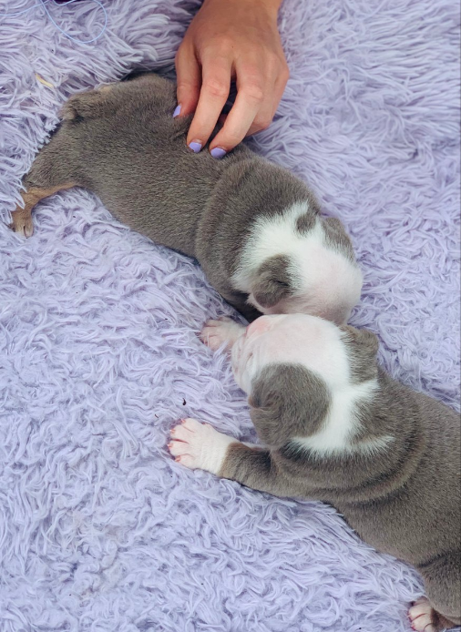 English Bulldog Puppy for sale  text to 