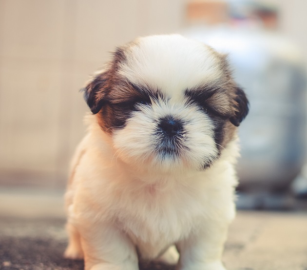 Shih Tzu Puppies For Sale