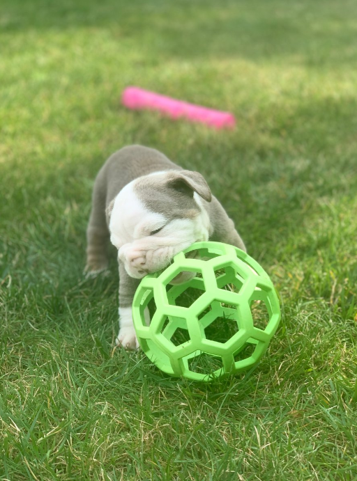 English Bulldog Puppies. 