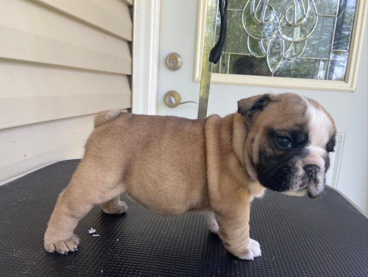 english bulldog puppies