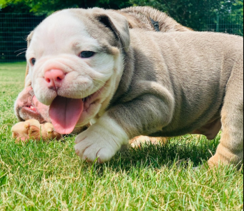 English Bulldog Puppies. 