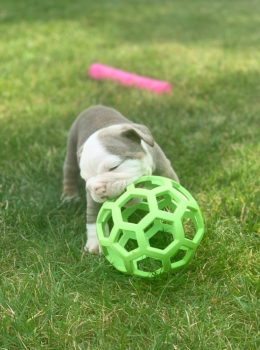 English Bulldog Puppy for sale 