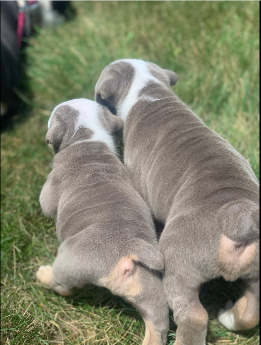 English Bulldog Puppy 