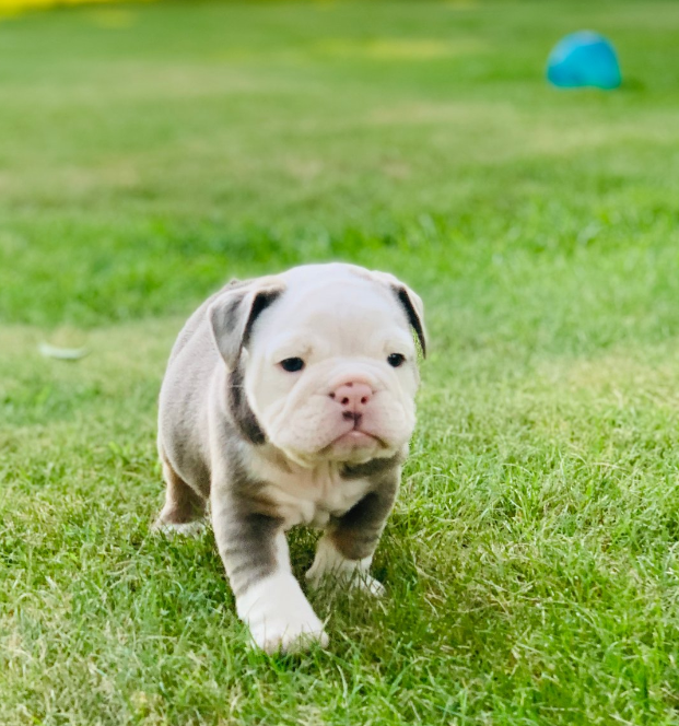 English Bulldog Puppy 