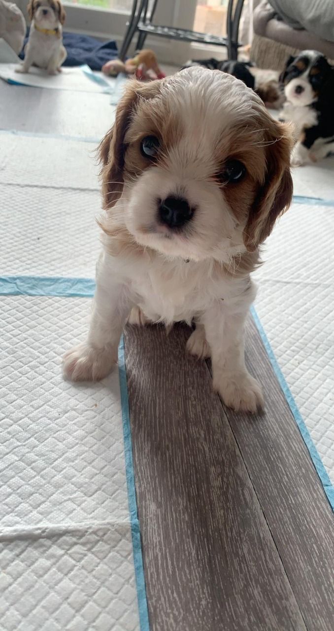 Cavalier King Charles Puppy for sale 