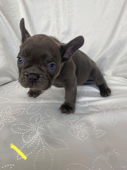 French Bulldogs  Puppies