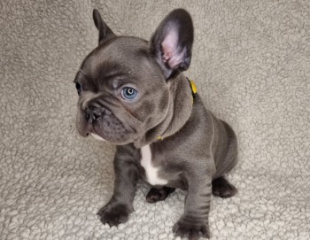 French Bulldogs  Puppies