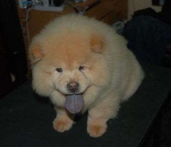 Chow Chow Puppies