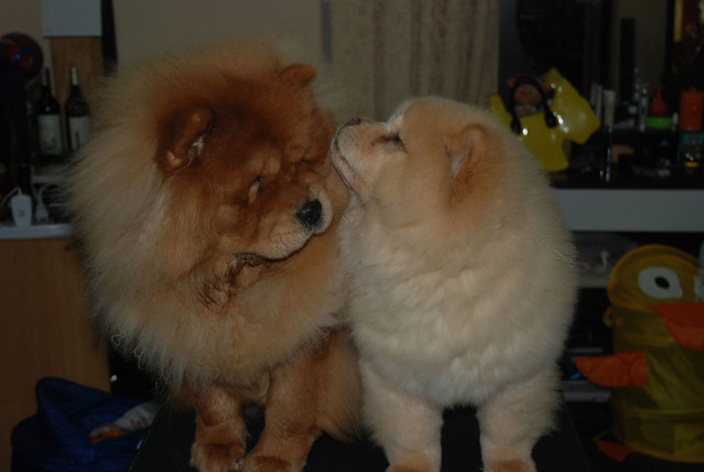 Chow Chow Puppies