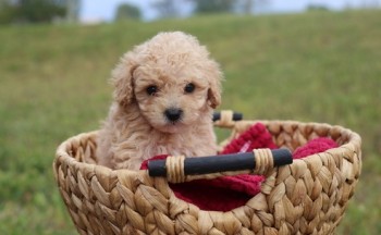 Toy Poodle puppies available 