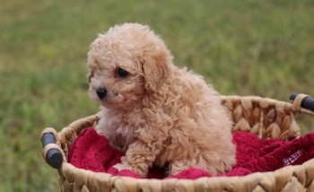 Toy Poodle puppies available 