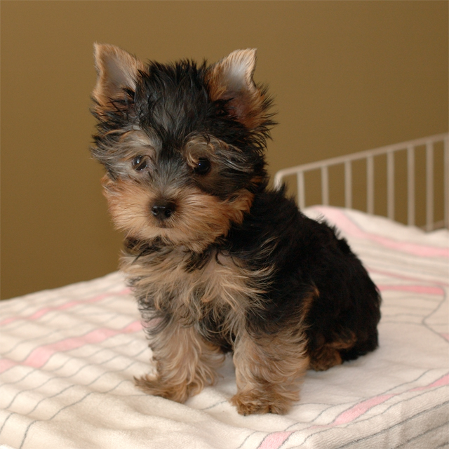 Teacup yorkie puppies for rehoming