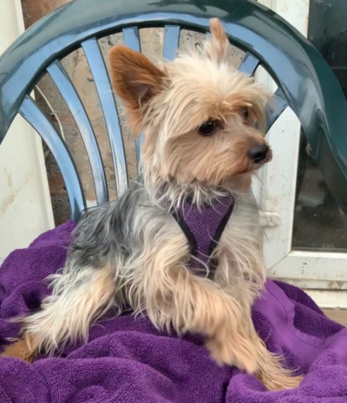  Yorkshire Terrier puppies 