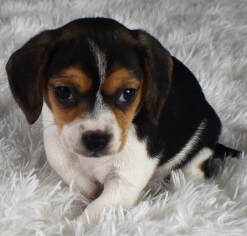 Beautiful Beagle Puppies