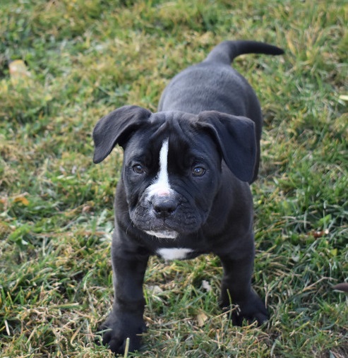 American Pitt Bull Puppies