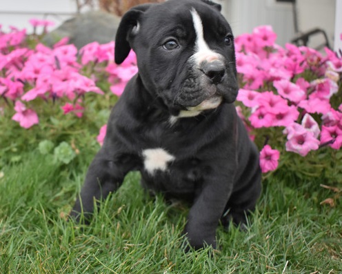 American Pitt Bull Puppies