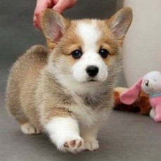 Cute and loving corgi puppies