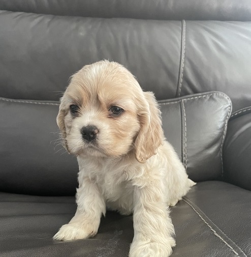 Healthy Cocker Spaniel Pups For Sale.