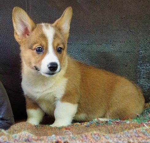 Cute and loving corgi puppies