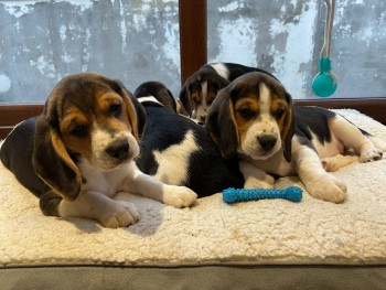  male and female  Beagle Puppies