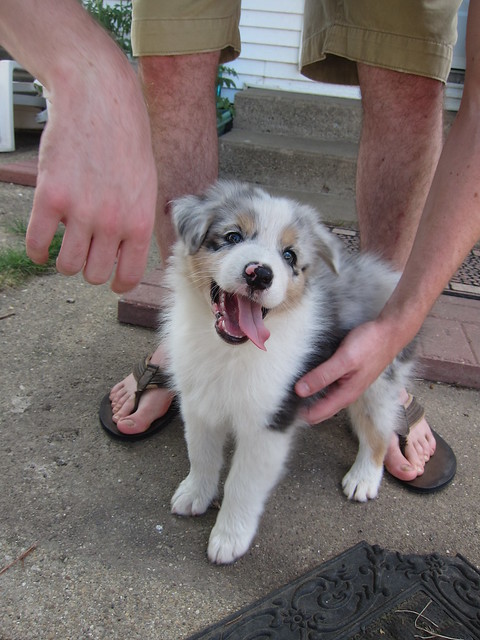 Charming Australian Shepherd puppies For