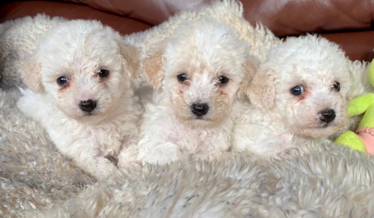  male and female Bichon Puppies