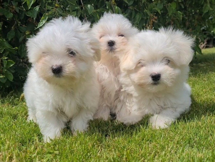 Maltese Puppies