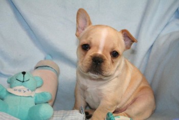 Purebred PCCI French Bulldog Puppies Ava