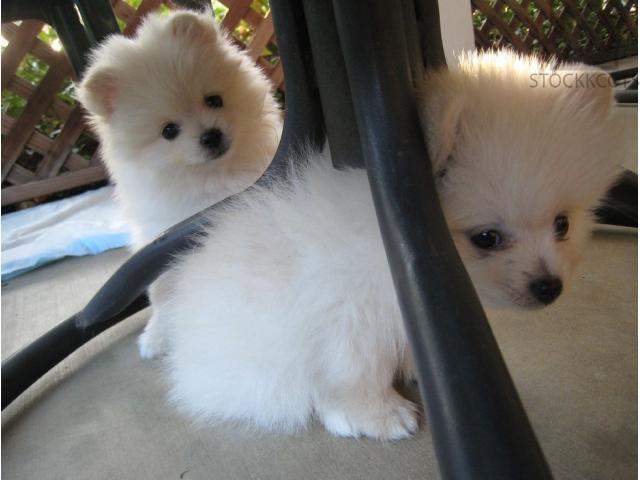 Pomeranian Puppies Ready For a New Home