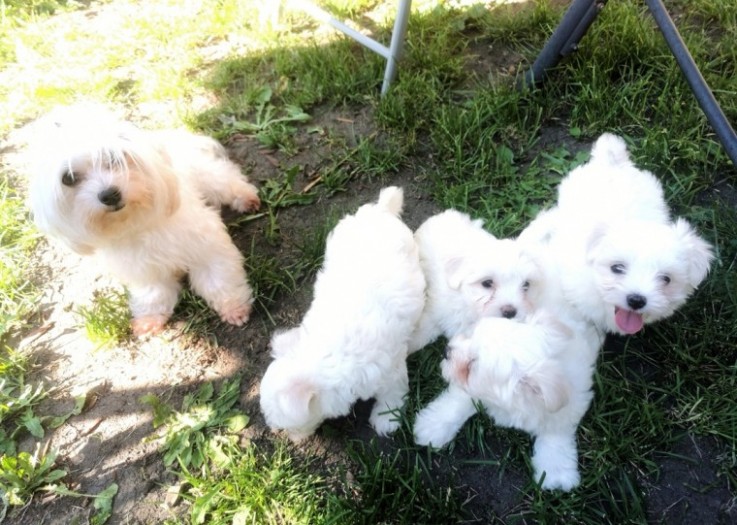 Adorable Maltese Puppies